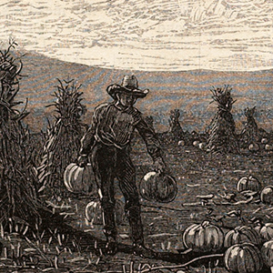 Pumpkins among the Corn